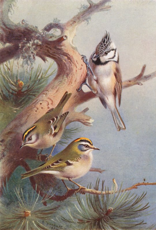  av Archibald Thorburn