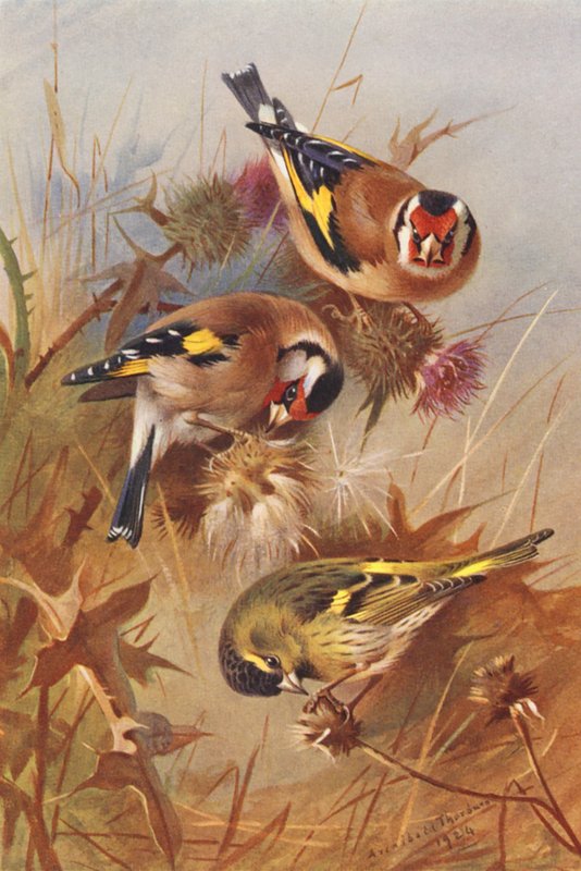  av Archibald Thorburn