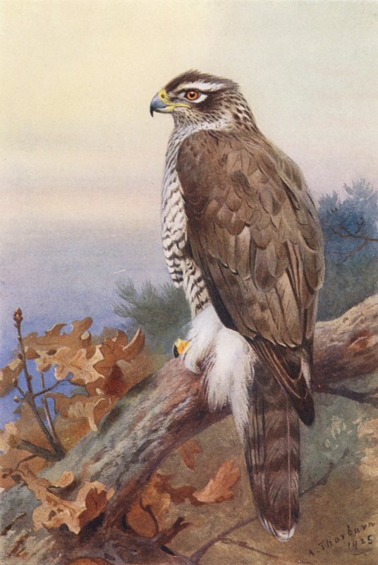  av Archibald Thorburn
