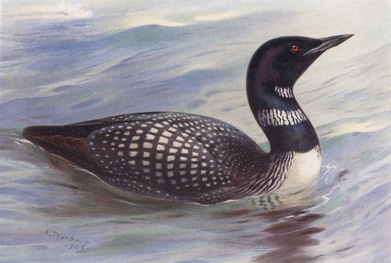  av Archibald Thorburn