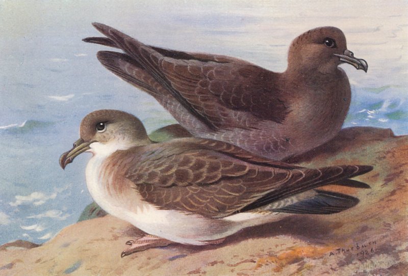  av Archibald Thorburn