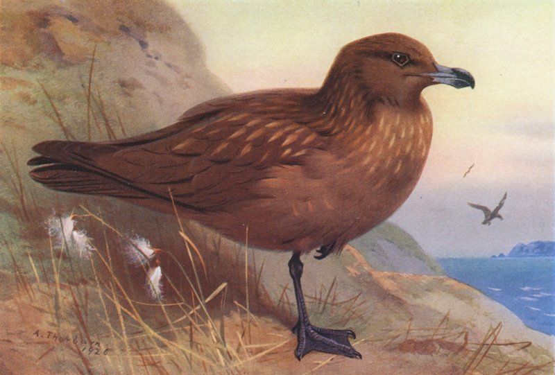  av Archibald Thorburn