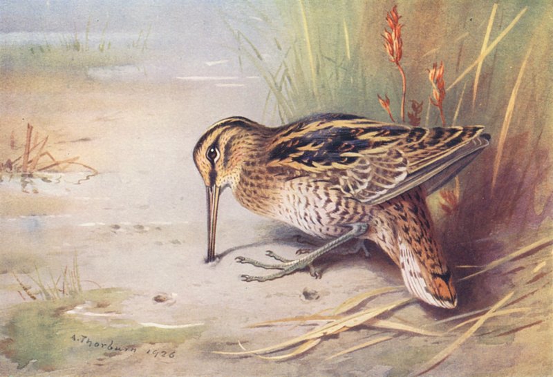  av Archibald Thorburn