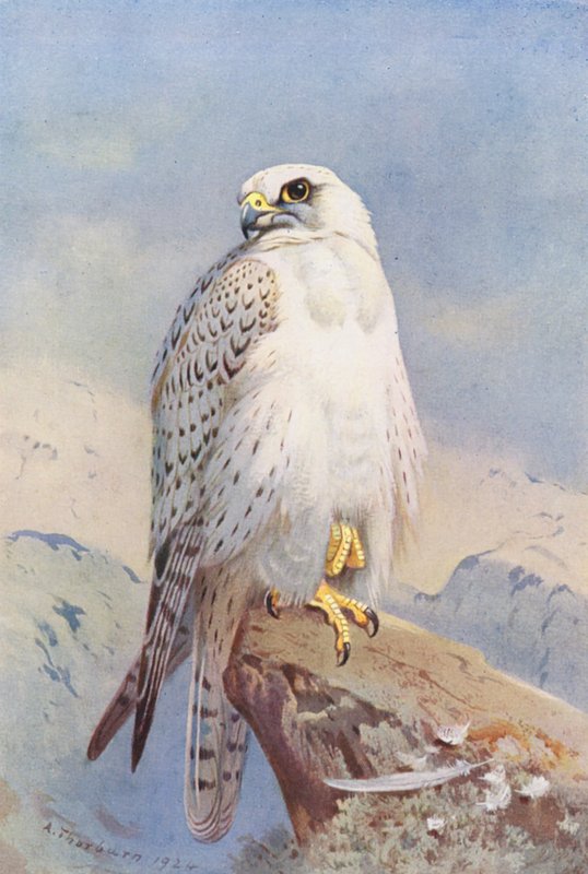  av Archibald Thorburn