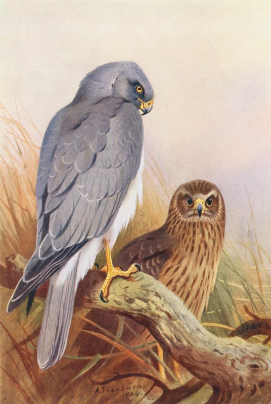  av Archibald Thorburn