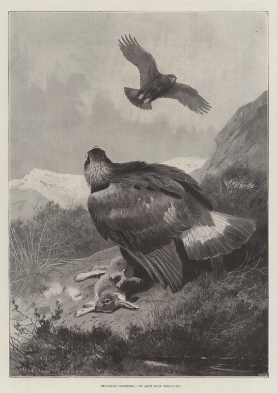 Highland Poachers av Archibald Thorburn