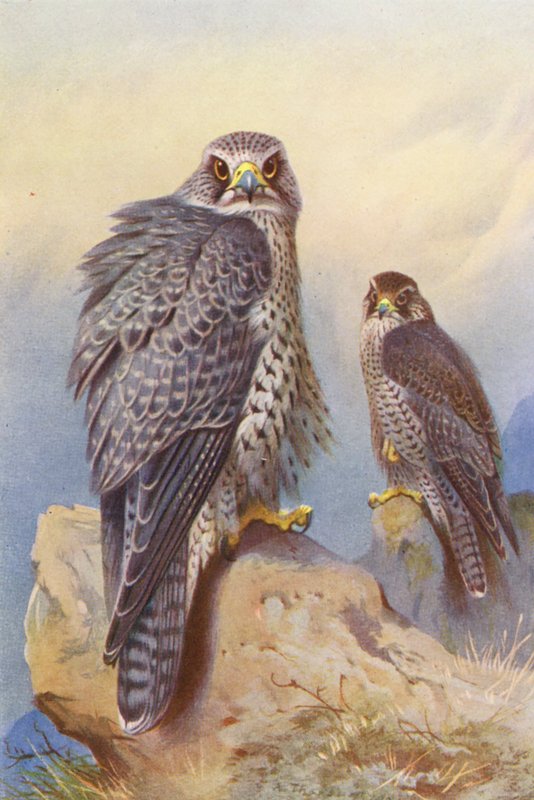  av Archibald Thorburn