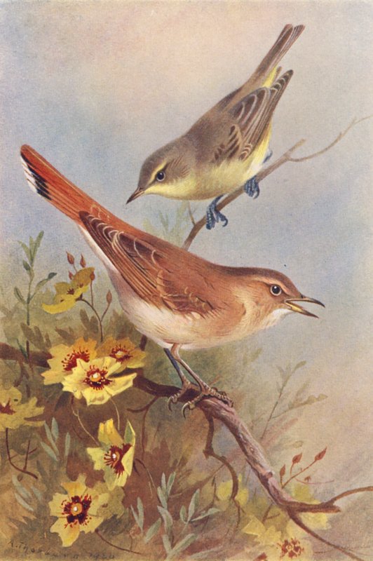  av Archibald Thorburn