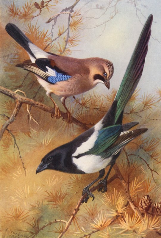  av Archibald Thorburn
