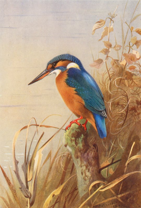  av Archibald Thorburn