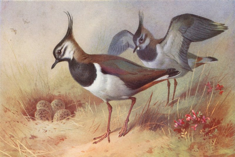  av Archibald Thorburn