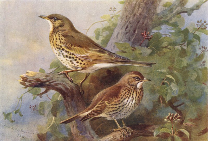  av Archibald Thorburn
