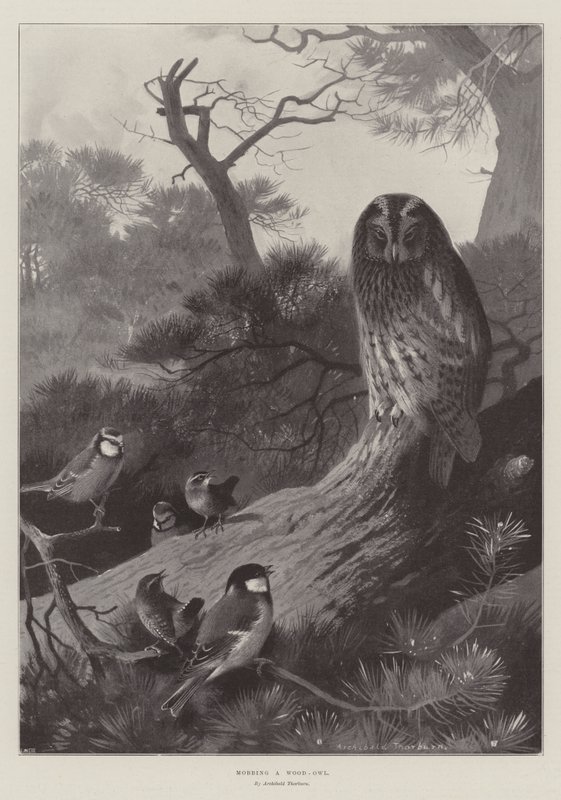 Mobber en skougle av Archibald Thorburn