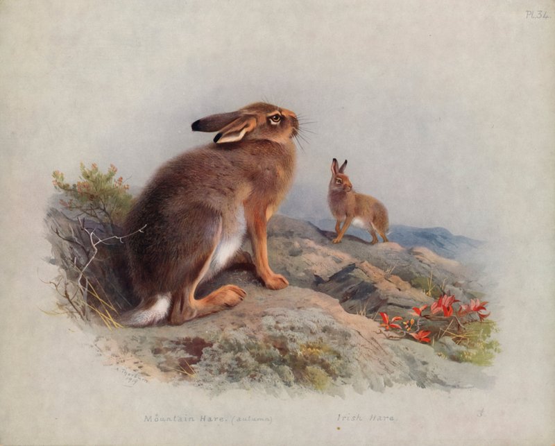 Fjellhare (høst), irsk hare av Archibald Thorburn