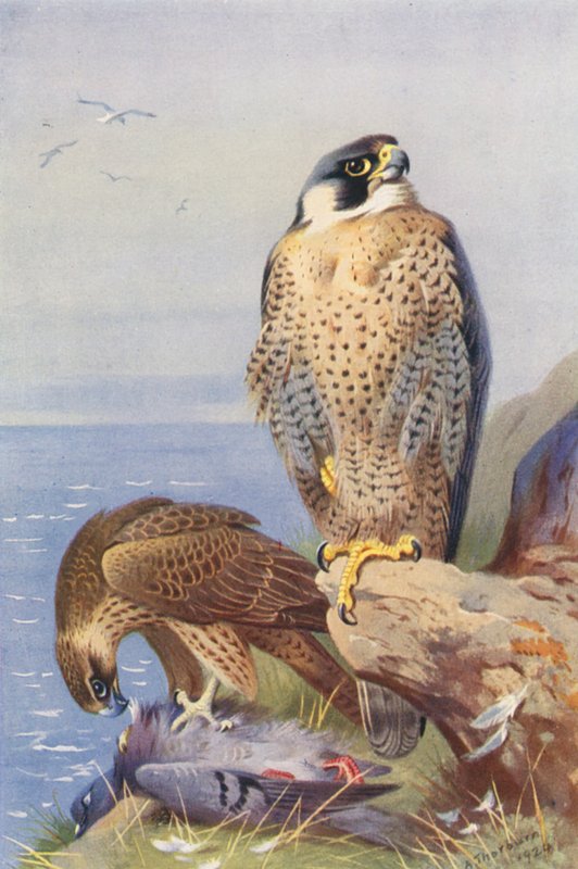  av Archibald Thorburn