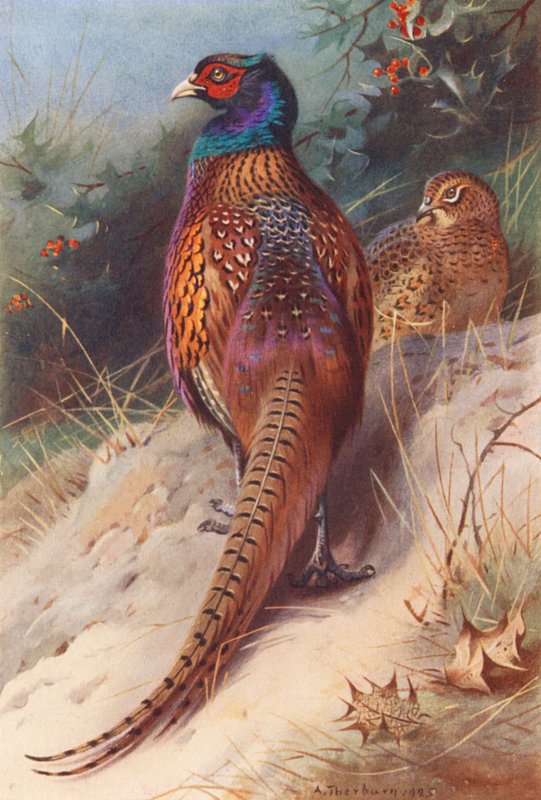  av Archibald Thorburn