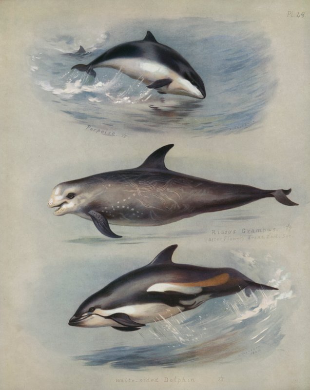 Niser, Rissos Grampus, hvitsidig delfin av Archibald Thorburn
