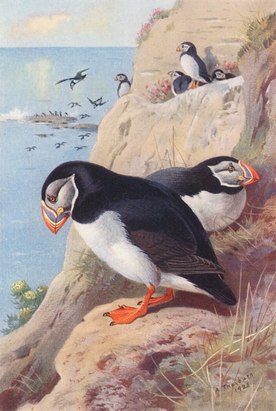  av Archibald Thorburn