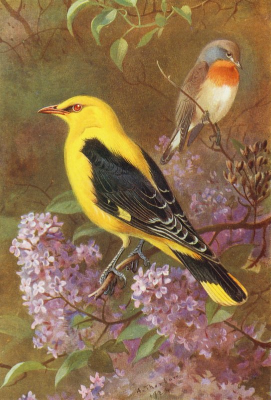  av Archibald Thorburn