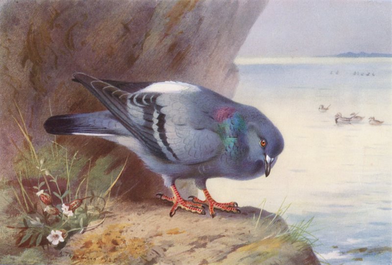  av Archibald Thorburn
