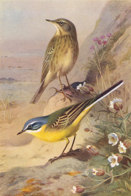  av Archibald Thorburn