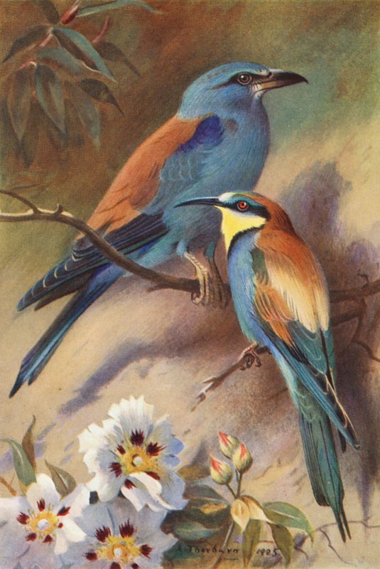  av Archibald Thorburn