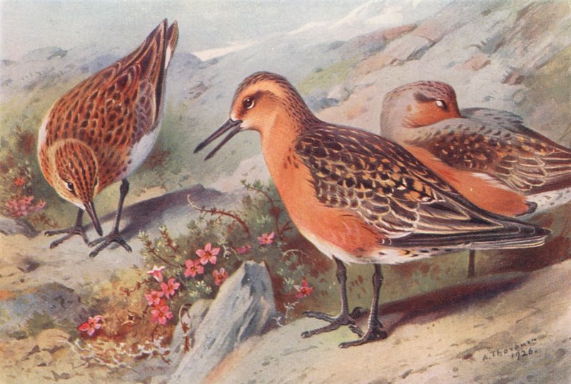  av Archibald Thorburn