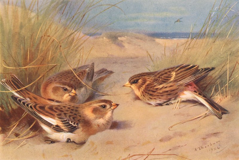  av Archibald Thorburn