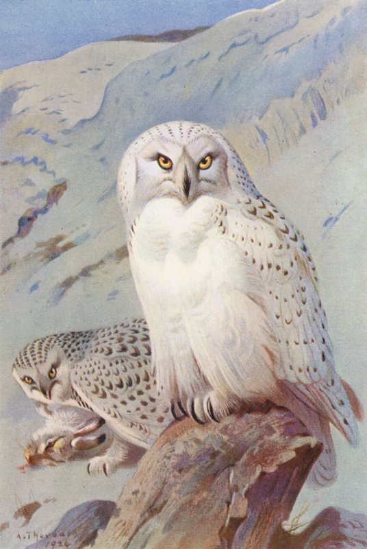  av Archibald Thorburn
