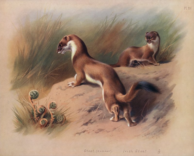 Stoat (sommer), Irish Stoat (farge litho) av Archibald Thorburn