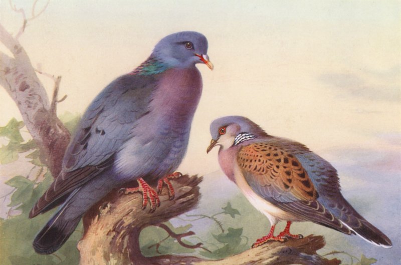  av Archibald Thorburn