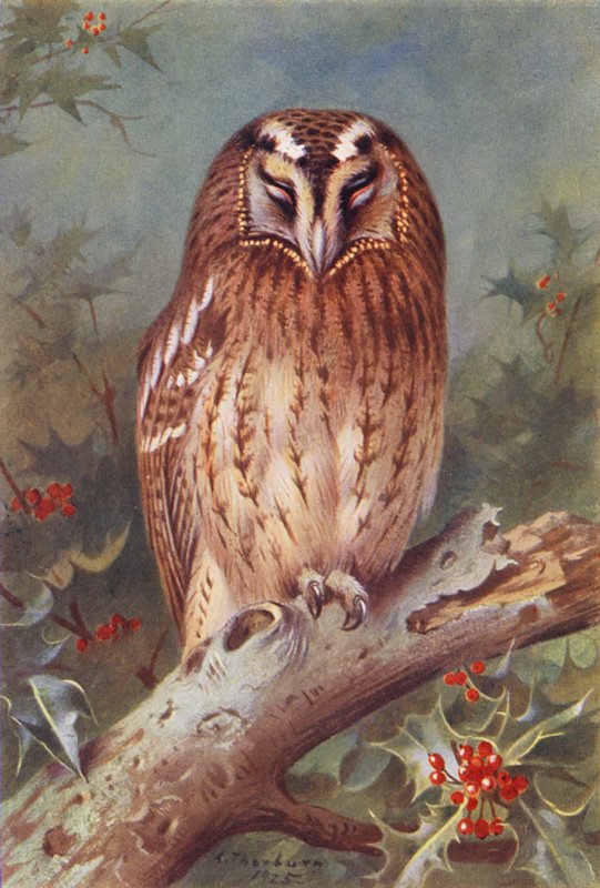  av Archibald Thorburn