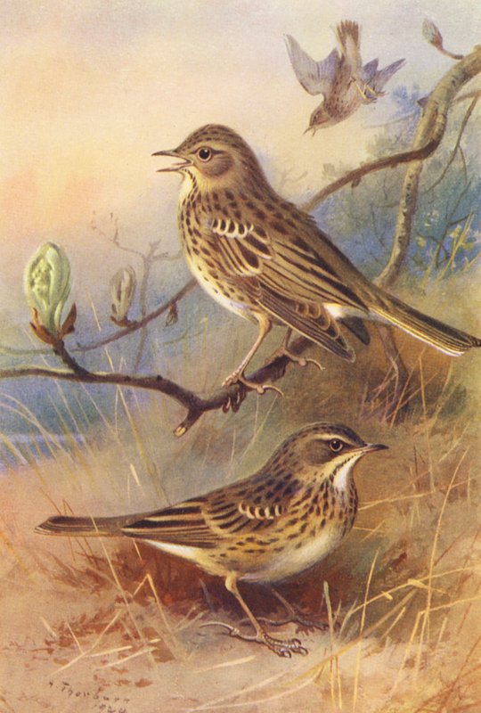  av Archibald Thorburn