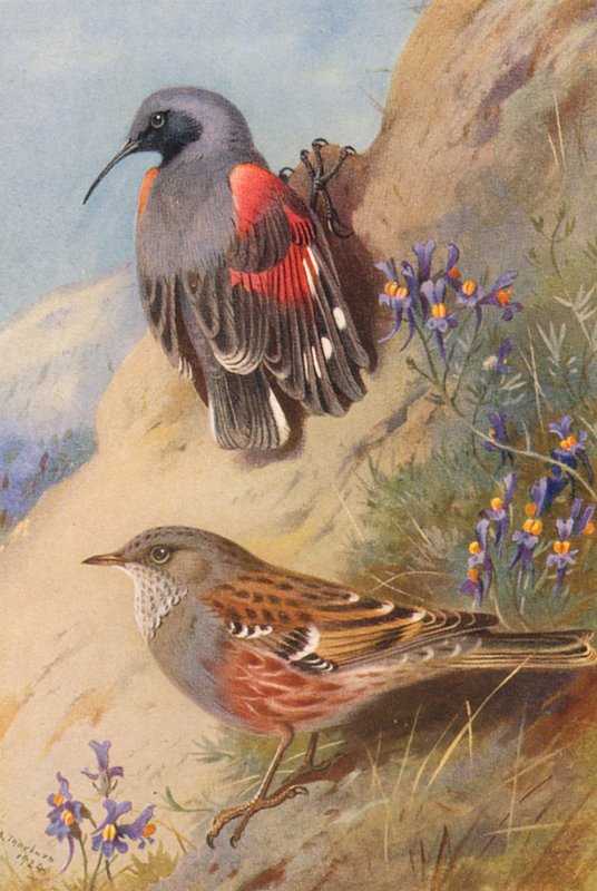  av Archibald Thorburn