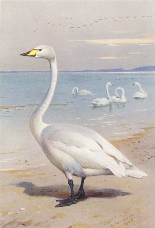 av Archibald Thorburn