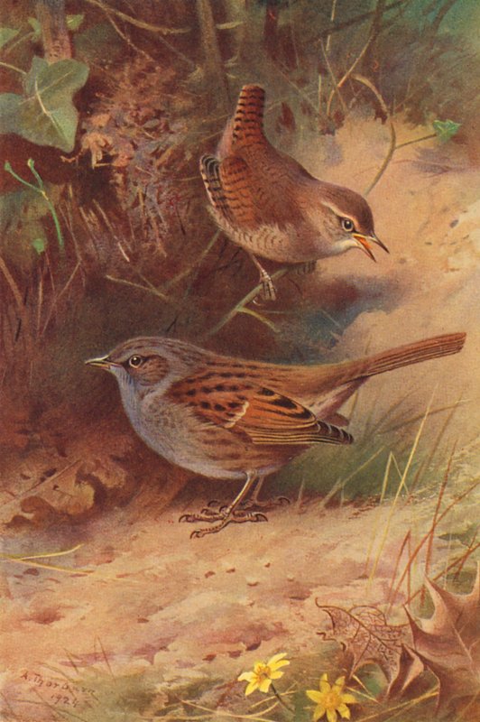  av Archibald Thorburn