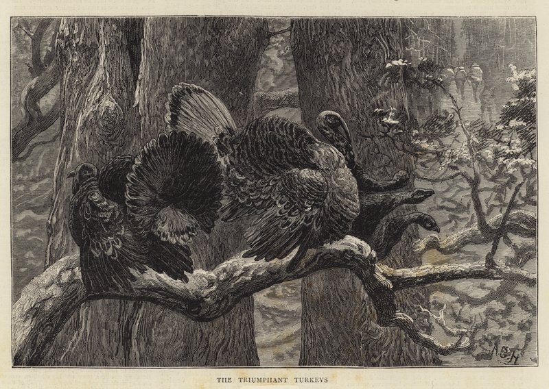 De triumferende kalkunene av Arthur Boyd Houghton
