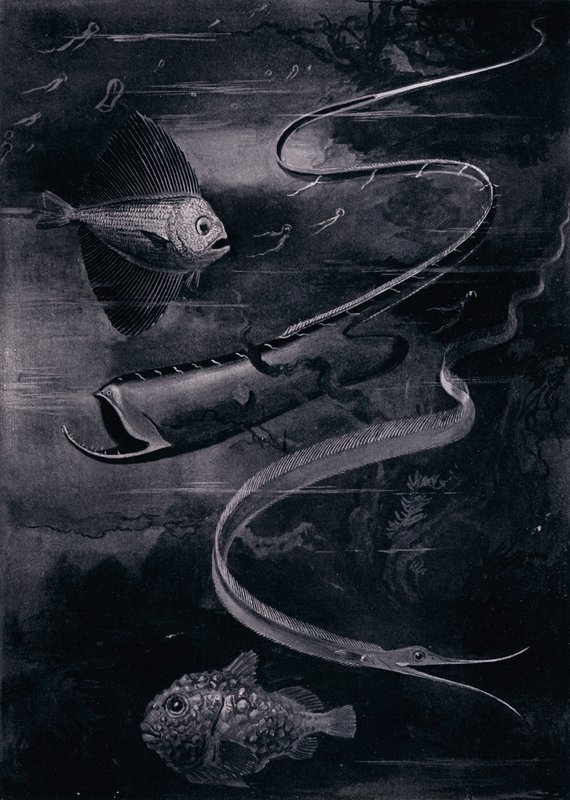 Dyphavsfisk (litho) av Arthur Twidle