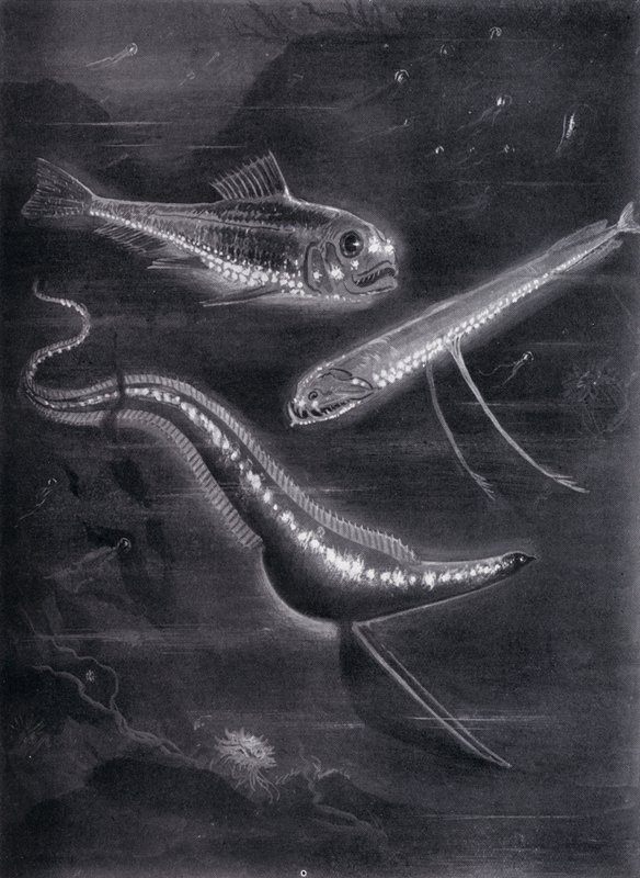Selvlysende fisk (litho) av Arthur Twidle