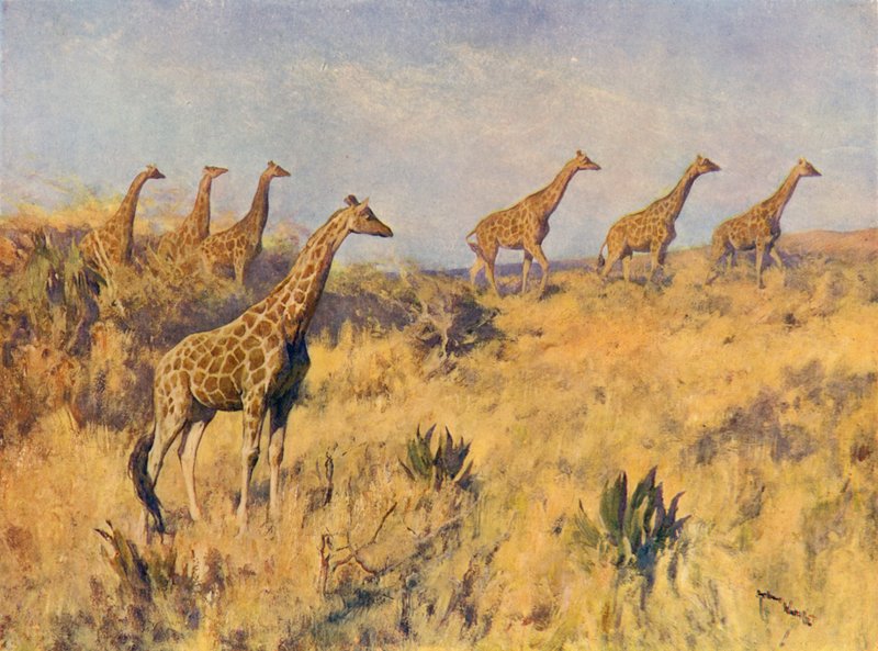 En tropp av sjiraffer (farge litho) av Arthur Wardle