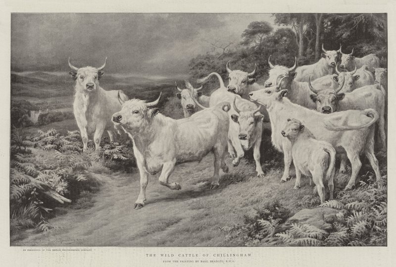 The Wild Cattle of Chillingham av Basil Bradley