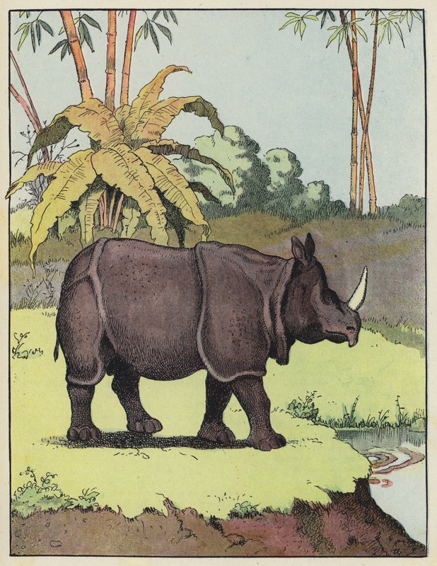 Indisk neshorn av Benjamin Rabier