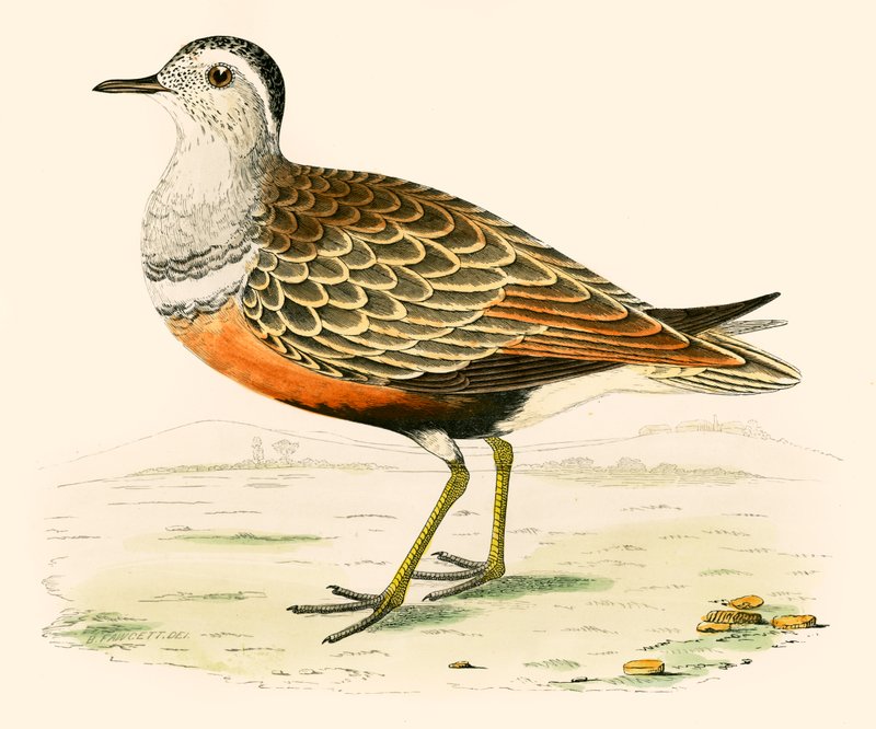 Dotterel av Beverley R. Morris