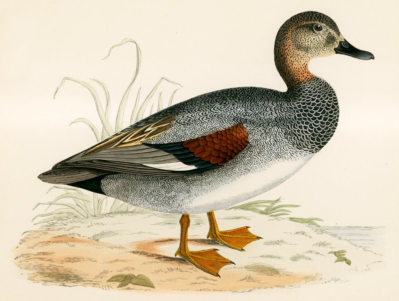 Gadwall av Beverley R. Morris