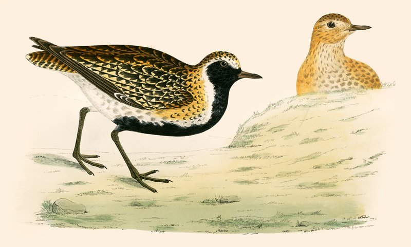 Gullhøne av Beverley R. Morris