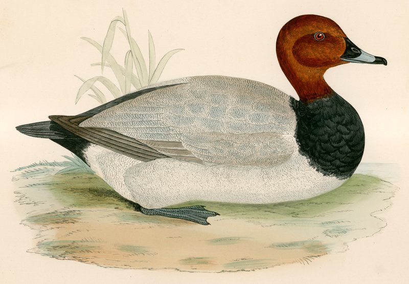 Pochard av Beverley R. Morris