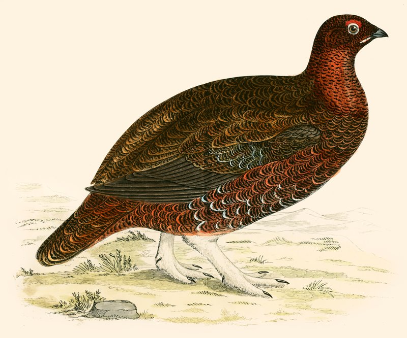 Rød Rype av Beverley R. Morris