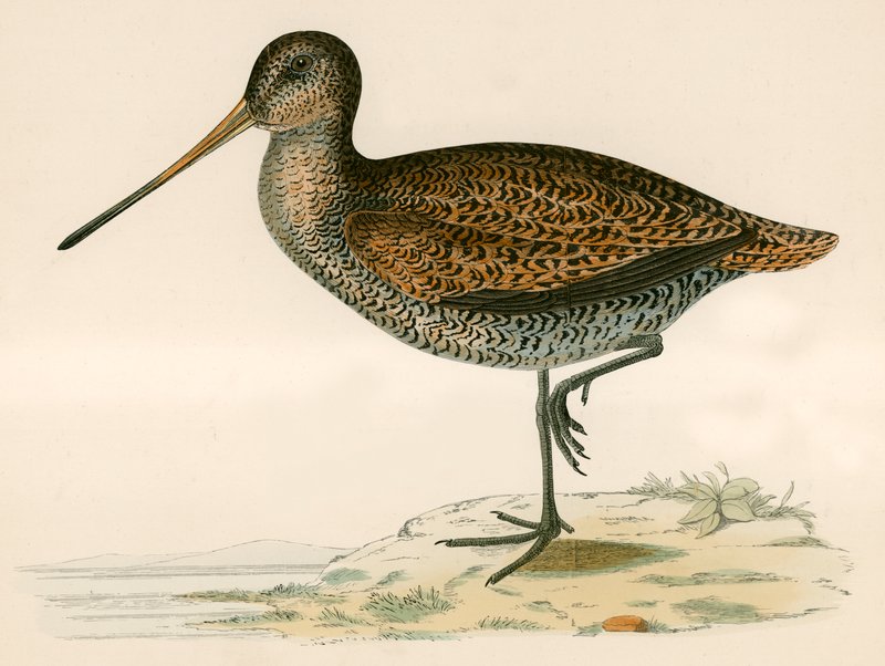 Sabines snipe av Beverley R. Morris