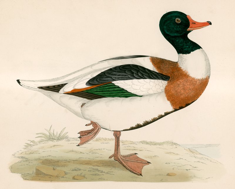 Skjoldrake av Beverley R. Morris
