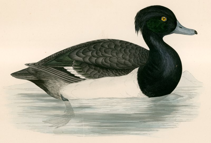 Tupted Duck av Beverley R. Morris